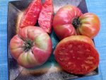 McMurray #10 Tomato - Image 4