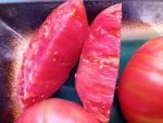 McMurray #10 Tomato - Image 2