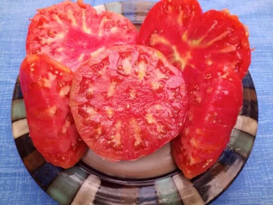 McMurray #10 Tomato