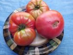 McMurray #10 Tomato