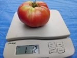 McMurray #10 Tomato - Image 5