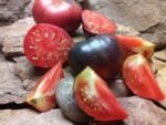 Sgt Pepper Antho Tomato