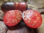 Sgt Pepper Slicing Tomato