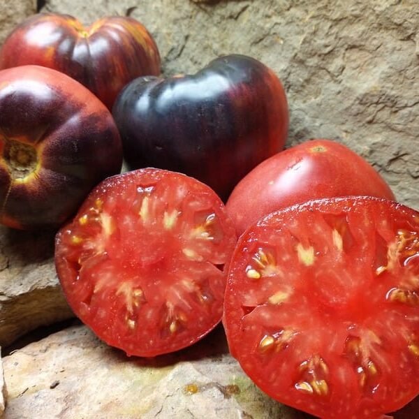Sgt Pepper Tomatoes