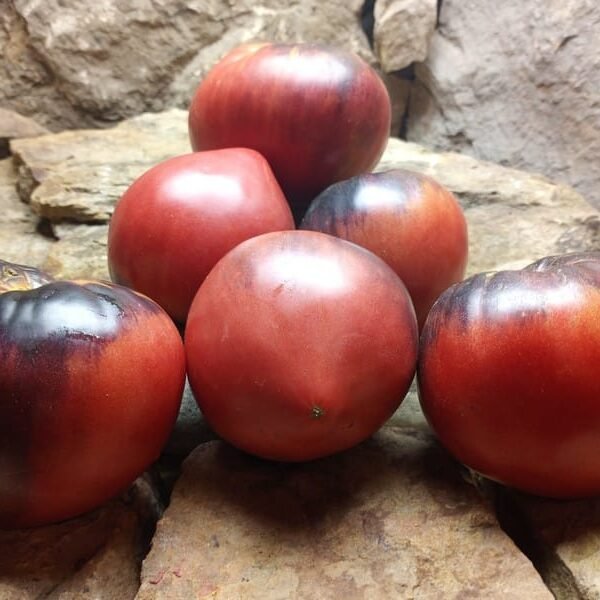 Sgt Pepper Tomato Seeds