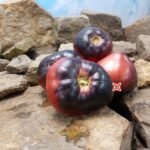 Sgt. Pepper Tomato Seeds.