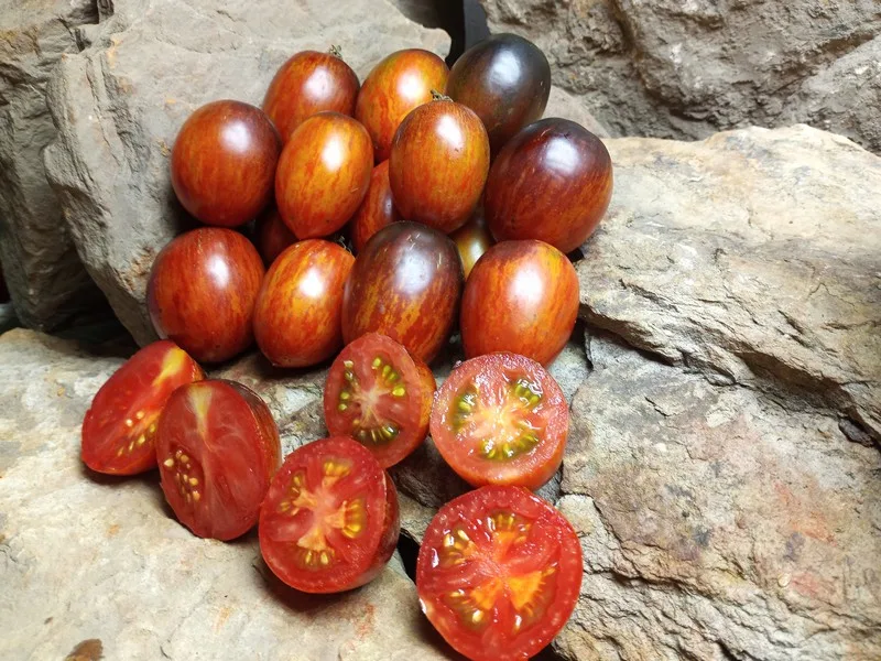 Shadow Boxing Type 4 bicolored tomato