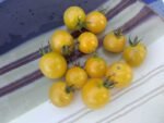 Snow White Cherry Tomato