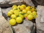 Snow White Cherry Tomato