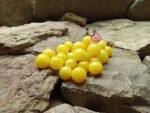 Snow White Cherry Tomato By Joe Bratka