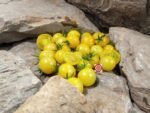 Snow White Cherry Tomato Seeds.