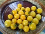Snow White Cherry Tomatoes sweet