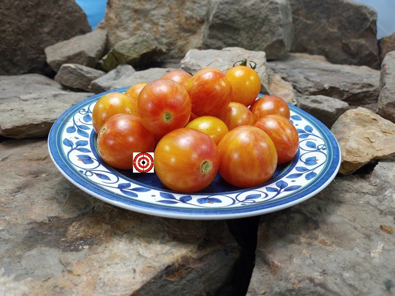 Sunrise Bumble Bee Tomato-Bounty Hunter Seeds-Tomato Seeds