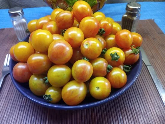 Sunrise Bumble Bee Tomato