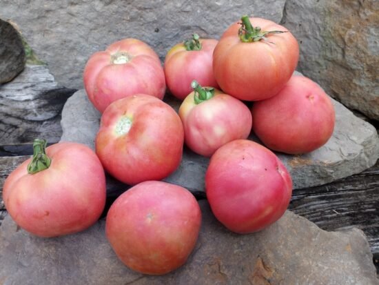 The Fuzz Dwarf Tomato