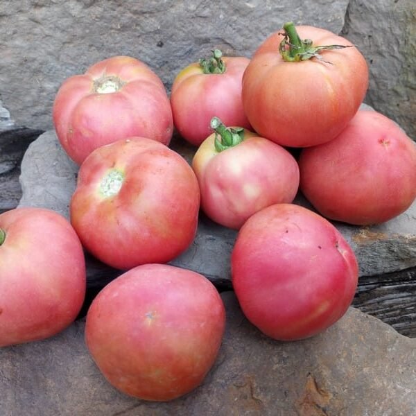 The Fuzz Dwarf Tomato