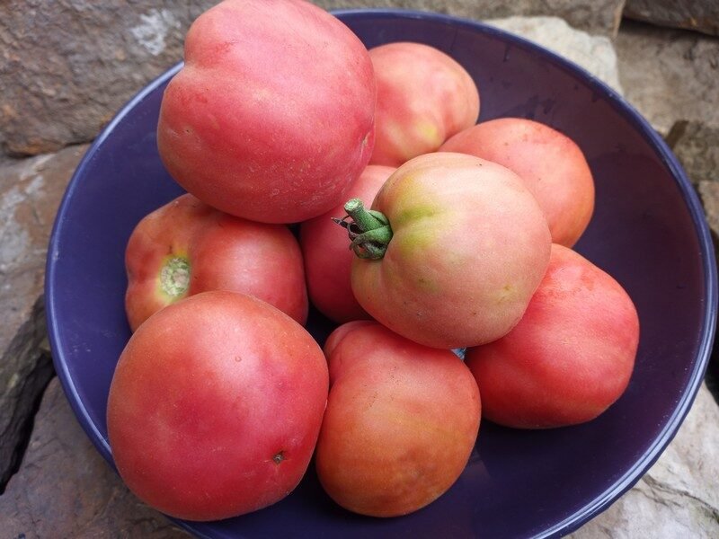 The Fuzz Dwarf Tomato-Bounty Hunter Seeds-Dean Slater Seeds