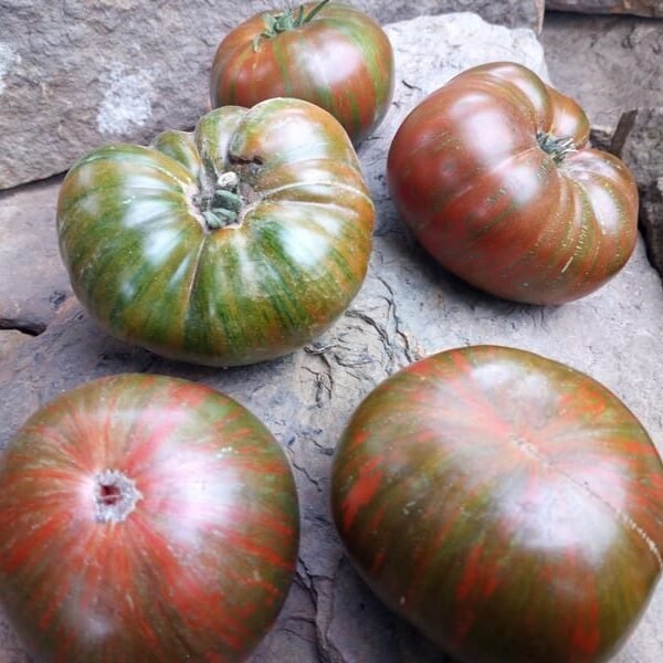 Zebra Ezel Tomatoes