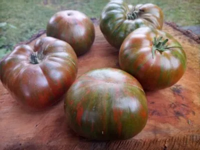Zebra Ezel Tomato Seeds For Sale At Bounty Hunter Seeds