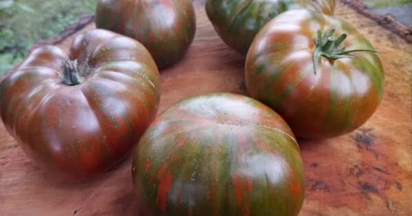 Zebra Ezel Tomato Seeds For Sale At Bounty Hunter Seeds
