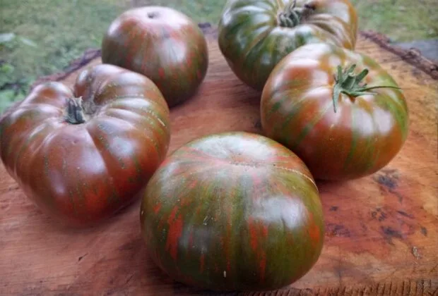 Zebra Ezel Tomato Seeds For Sale At Bounty Hunter Seeds