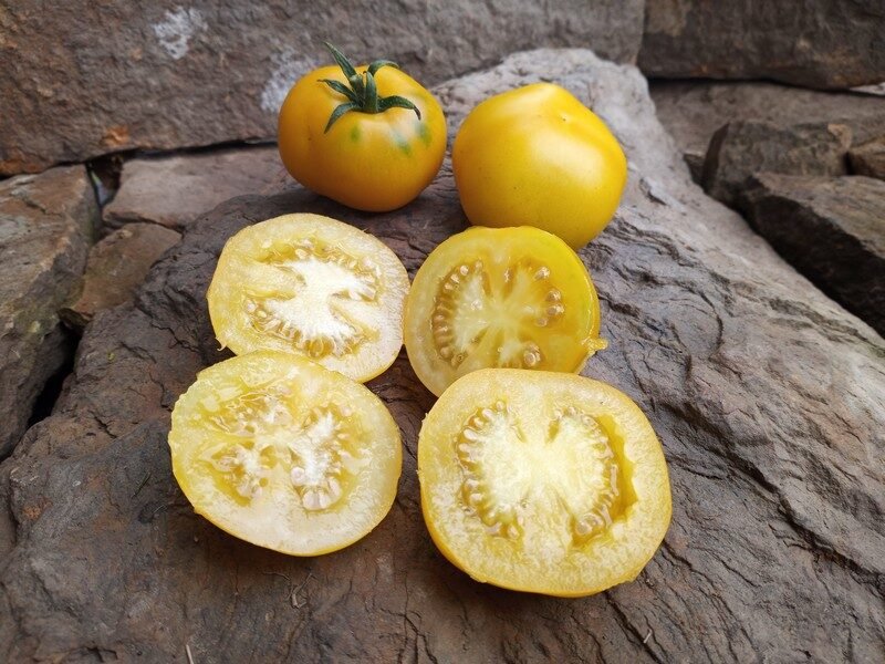Wagner Blue Green» - Organic Tomato Seeds - ❀ Shipping is free for orders  over €50
