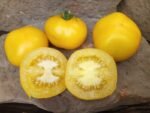 Lemon Lean Tomato - Image 9