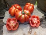 striped cavern bi colored tomato