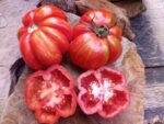 striped cavern stuffing tomato
