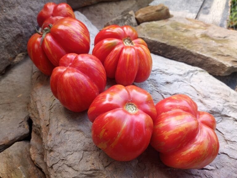 Schimmeig Stoo (Striped Cavern) TomatoBounty Hunter Seeds
