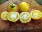 Lemon Lean Tomato - Image 13