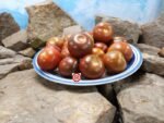1400-46 DHF Tomato