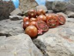 1400-46-DHF Tomato Heirloom Tomato Seeds.