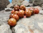 1400-46-DHF Tomato Rare Tomato Seeds.