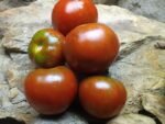 1400-46 DHF bicolored tomatoes