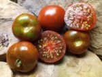 1400-46 DHF well known breeder tomatoes