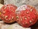 1884 PURPLE BLACK TOMATOES