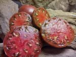 1884 PURPLE INDETERMINATE TOMATOES