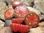 1884 PURPLE BICOLORED TOMATOES