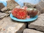 1884 Purple Tomato