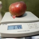 1884 Purple Tomato Giant Tomato Seeds