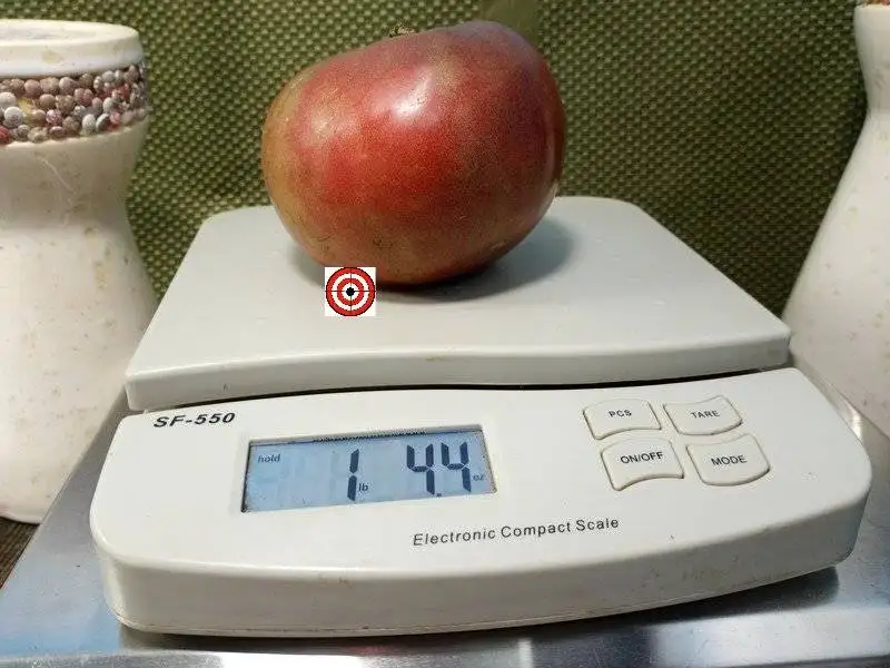 1884 Purple Tomato Giant Tomato Seeds