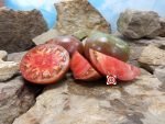 1884 Purple Tomato Large Tomato Seeds