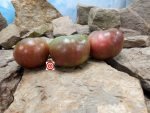 1884 Purple Tomato Seeds