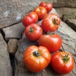 3 Sister Tomato Slicing Tomato