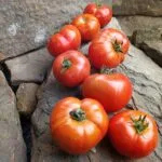 3 Sister Tomato Slicing Tomato