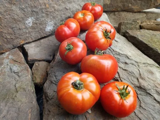 3 Sisters Tomato