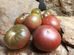 Dwarf Adelaide Festival Tomatoes