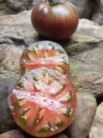 Dwarf Adelaide Festival Tomato - Image 6