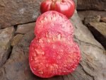 AFRICAN QUEEN HEIRLOOM TOMATOES
